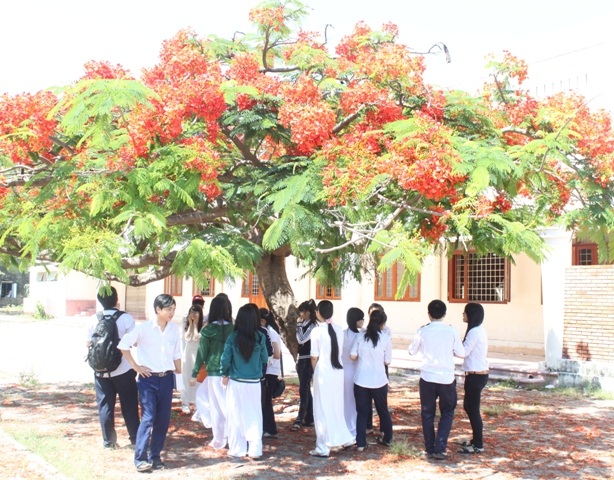 Phượng nở rồi giờ chia tay đã đến... (Ảnh: Doãn Công)