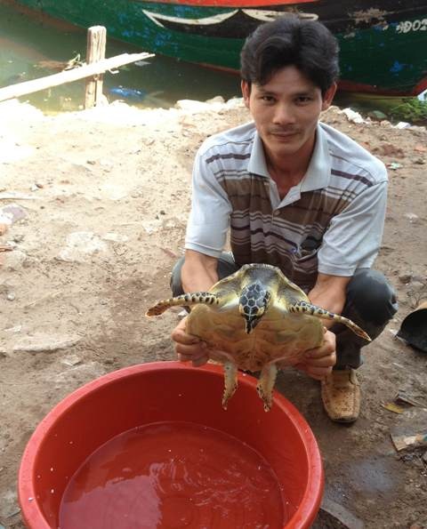 Con đồi mồi quý hiếm này được thả về tự nhiên