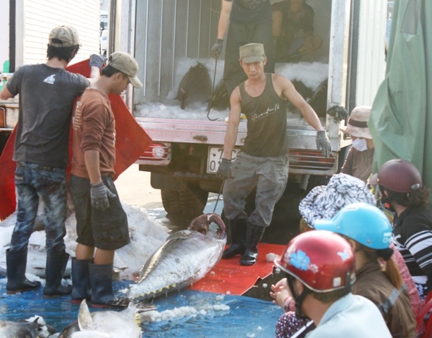 Sản lượng cá ngừ đại dương khai thác tăng mạnh nhưng giá bèo khiến ngư dân không vui