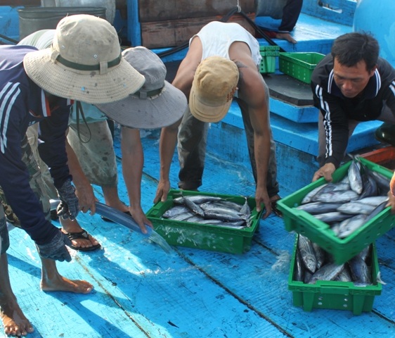 Niềm vui của ngư dân với những chuyến biển cá đầy khoang