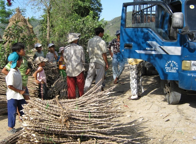 Thương lái lùng mua cây sắn - 1 Người dân ở huyện Đồng Xuân đổ xô đi chặt sắn bán cho thương lái