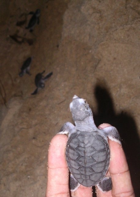 Các thành viên đội bảo vệ rùa biển xã Nhơn Hải có mặt để đưa rùa con về với biển an toàn