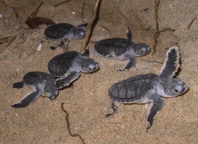 Những chú rùa con đầu tiên trong ổ 120 trứng được nở