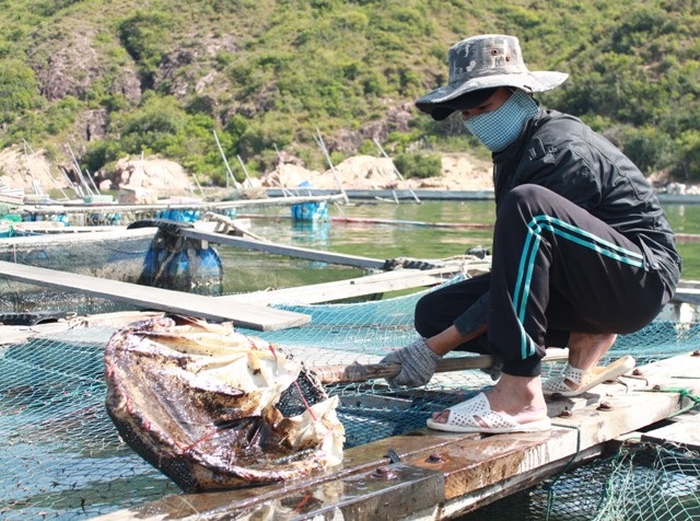 Đến sáng 8/7, dầu vẫn còn bám trong các lồng cá khiến cá không dám nổi lên mặt nước