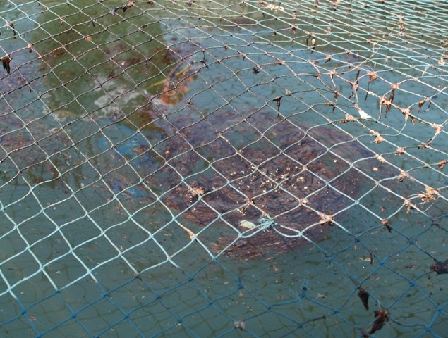 Đến sáng 8/7, dầu vẫn còn bám trong các lồng cá khiến cá không dám nổi lên mặt nước