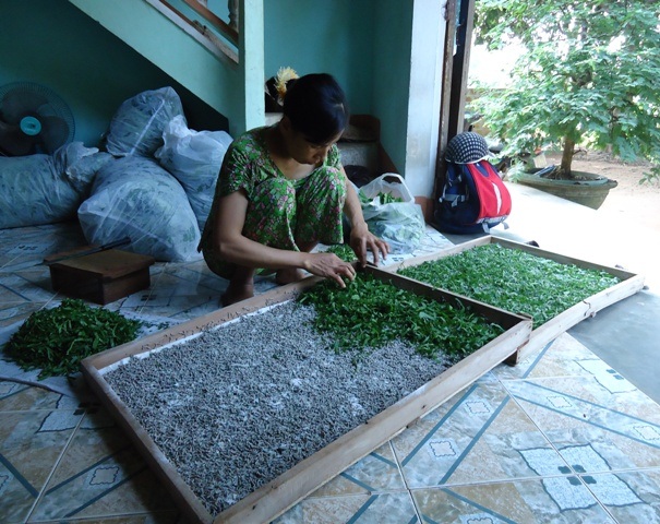 Nhờ trồng dâu nuôi tằm mà gia đình chị Thiếp đã làm nhà cửa khang trang