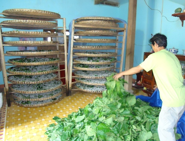 Nghề trồng dâu nuôi tằm đang hồ sinh ở xã Ân Hảo Đông (huyện Hoài Ân, Bình Định)