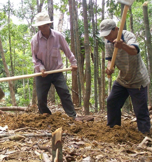 Đào bới lục tung cả khu rừng cả ngàn ha để tìm kiếm trần quý hiếm