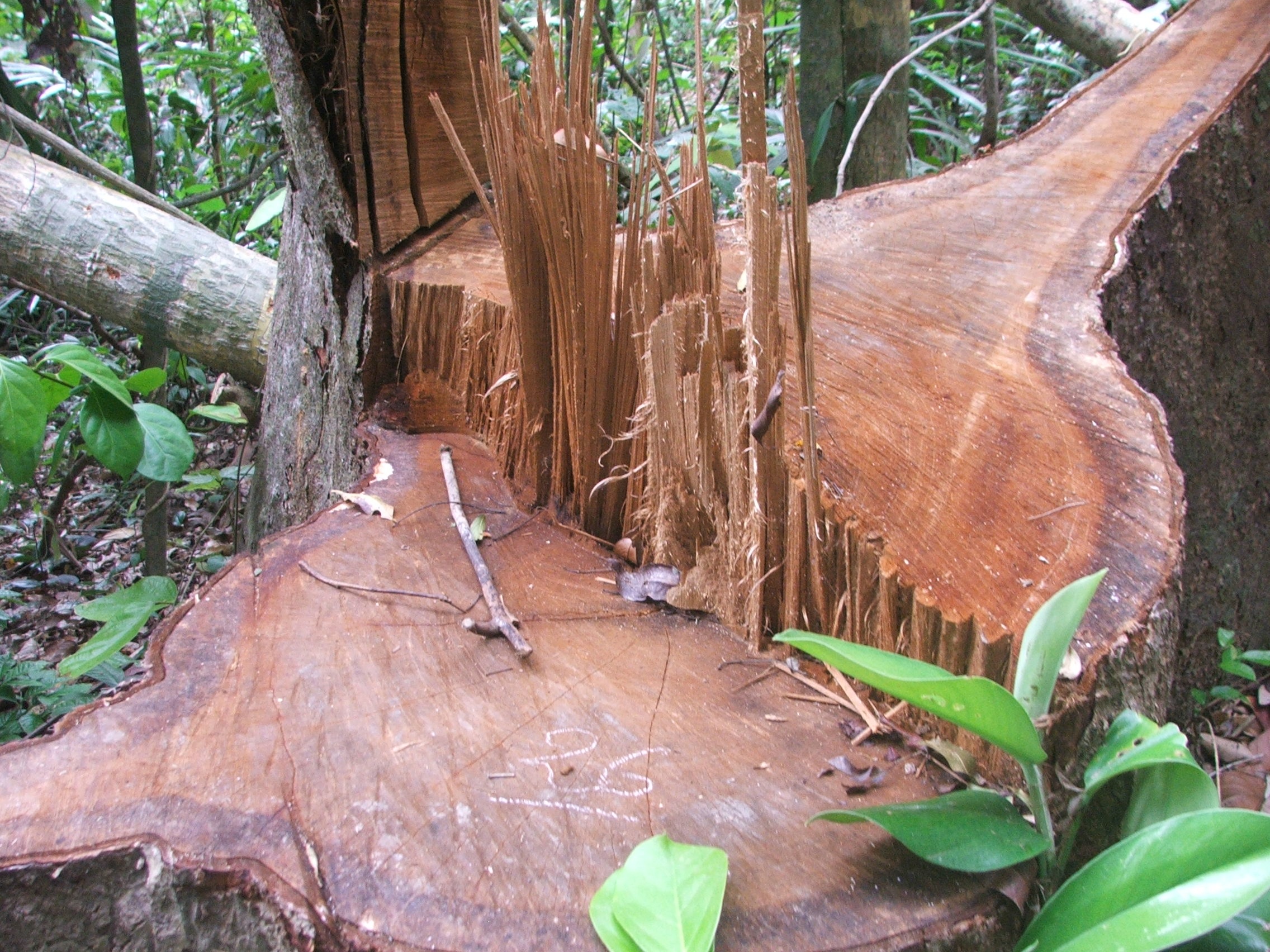 Nhiều cây gỗ vài người ôm bị lâm tặc chặt phá không xót thương