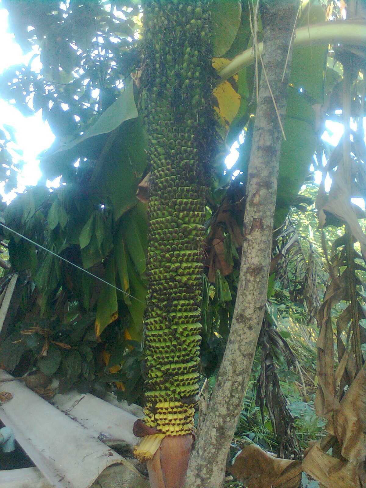 Buồng chuối nhà ông Thanh với hơn 130 nải.