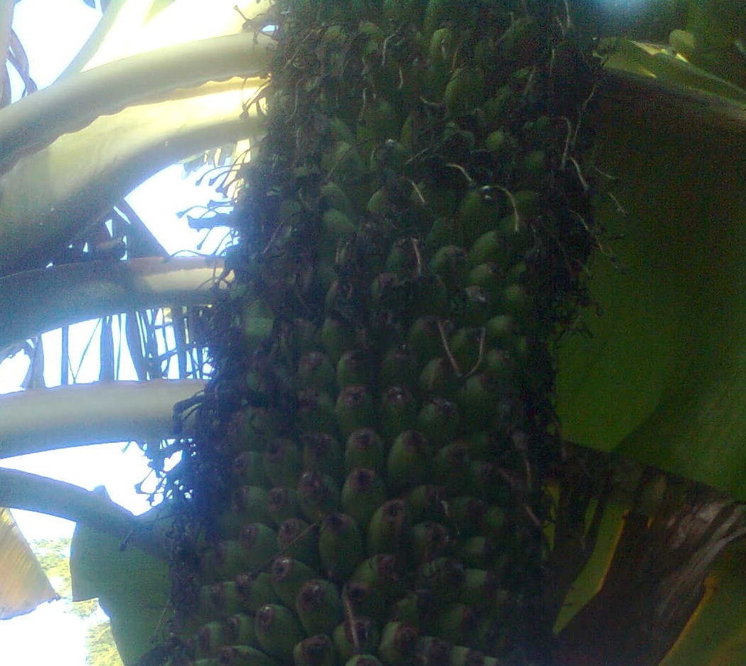 Buồng chuối với nhiều quả tròn trịa.