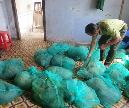 Số tê tê bị cơ quan chức năng bắt giữ