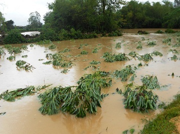Hoa màu của người dân bị ngập trong lũ