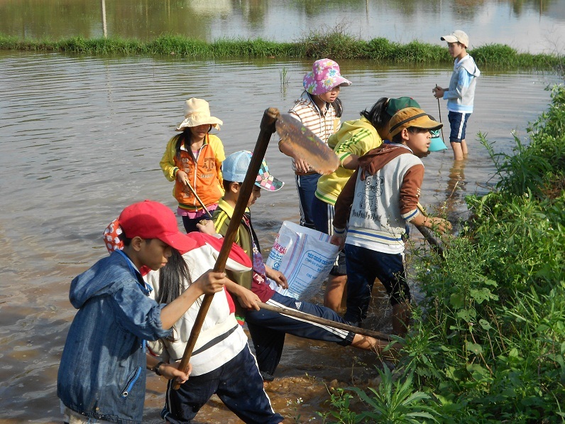 Học sinh lội ruộng diệt chuột bảo vệ mùa vụ