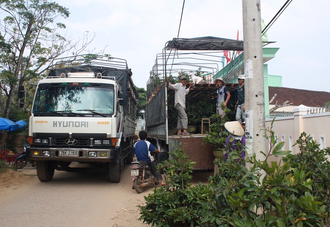 Dù mới đầu vụ nhưng hàng chục chiếc xe tải về làng chở mai đi các tỉnh phía nam tiêu thụ