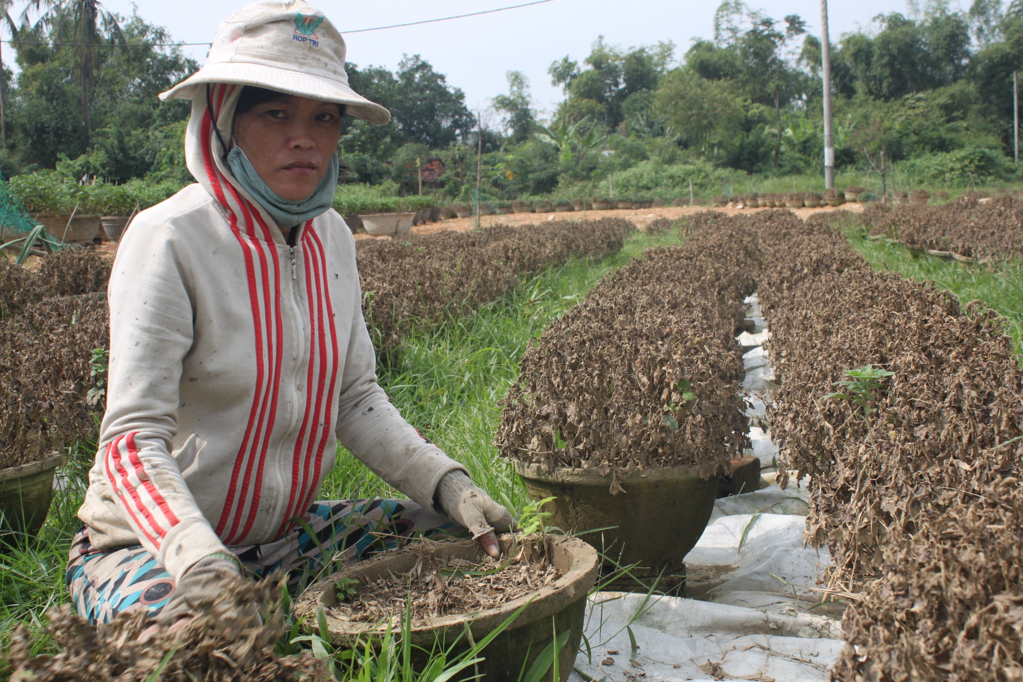 Người trồng cúc Vĩnh Liêm trắng tay sau lũ dữ