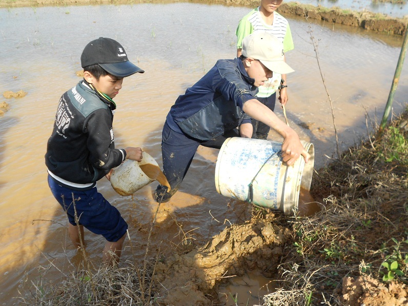 Học sinh lội ruộng diệt chuột bảo vệ mùa vụ