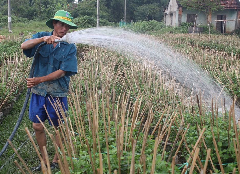 Người dân nỗ lực chăm sóc hoa nhưng chỉ vớt vát được chậu nào hay chậu đó
