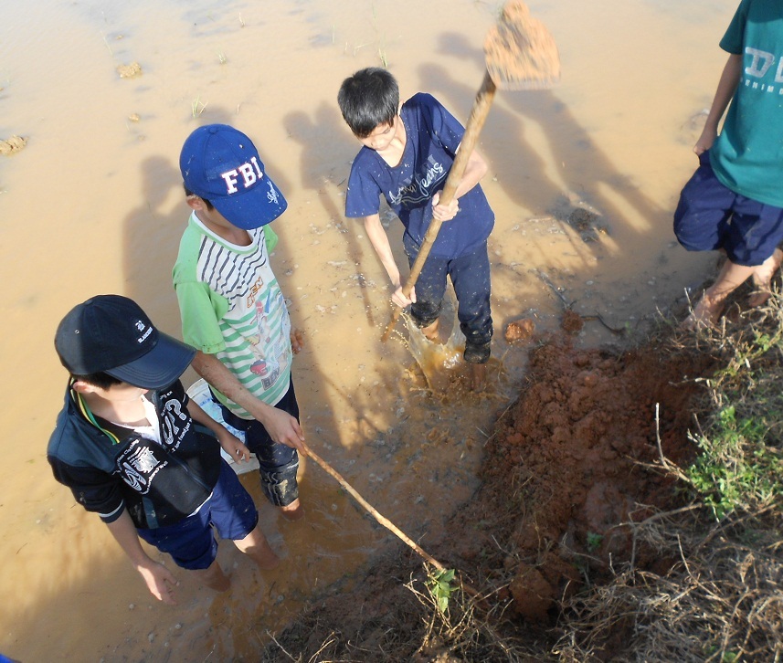Học sinh lội ruộng diệt chuột bảo vệ mùa vụ