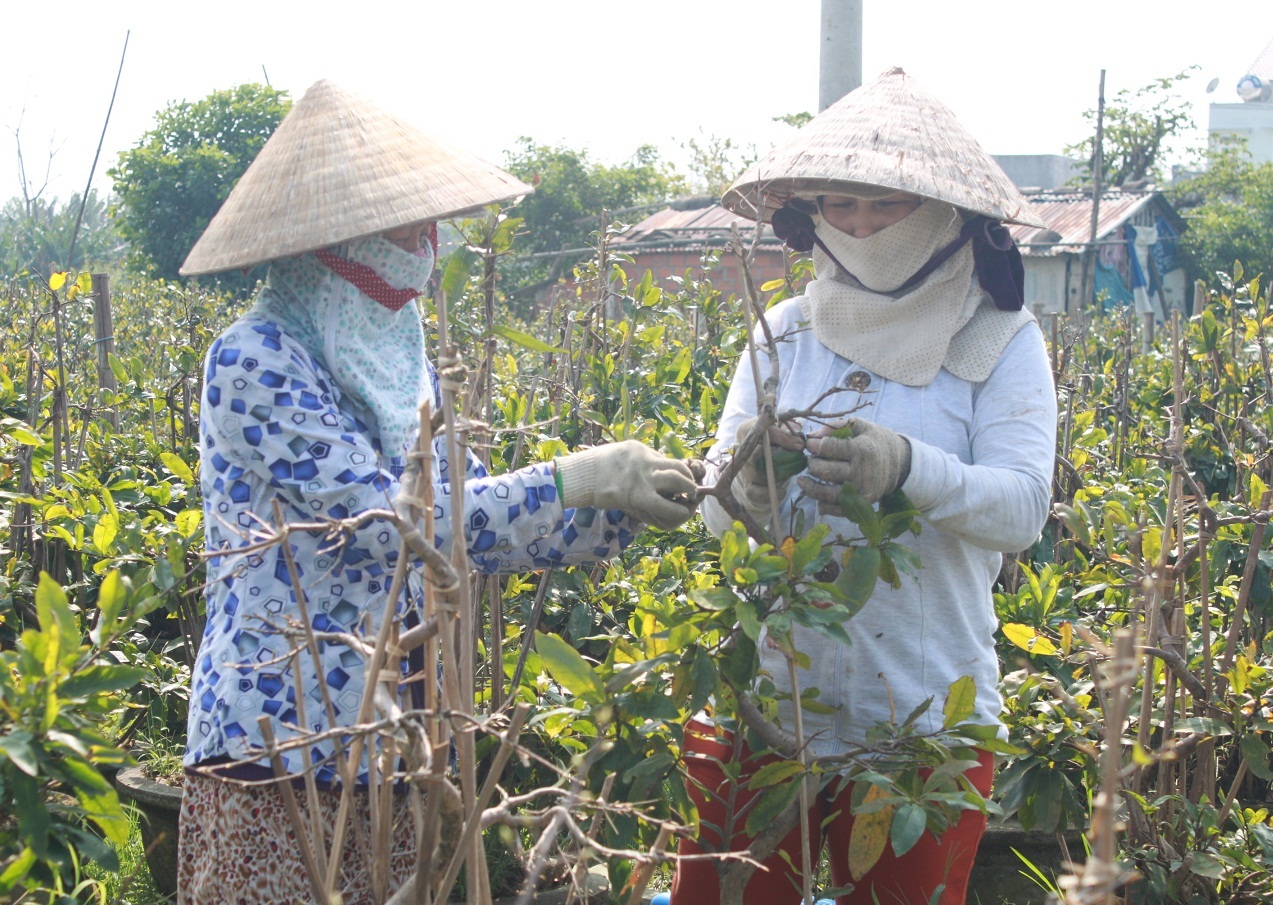 Trồng mai giai đoạn quyết định thành bại là chọn thời điểm nhặt lá để hoa nở đúng Tết