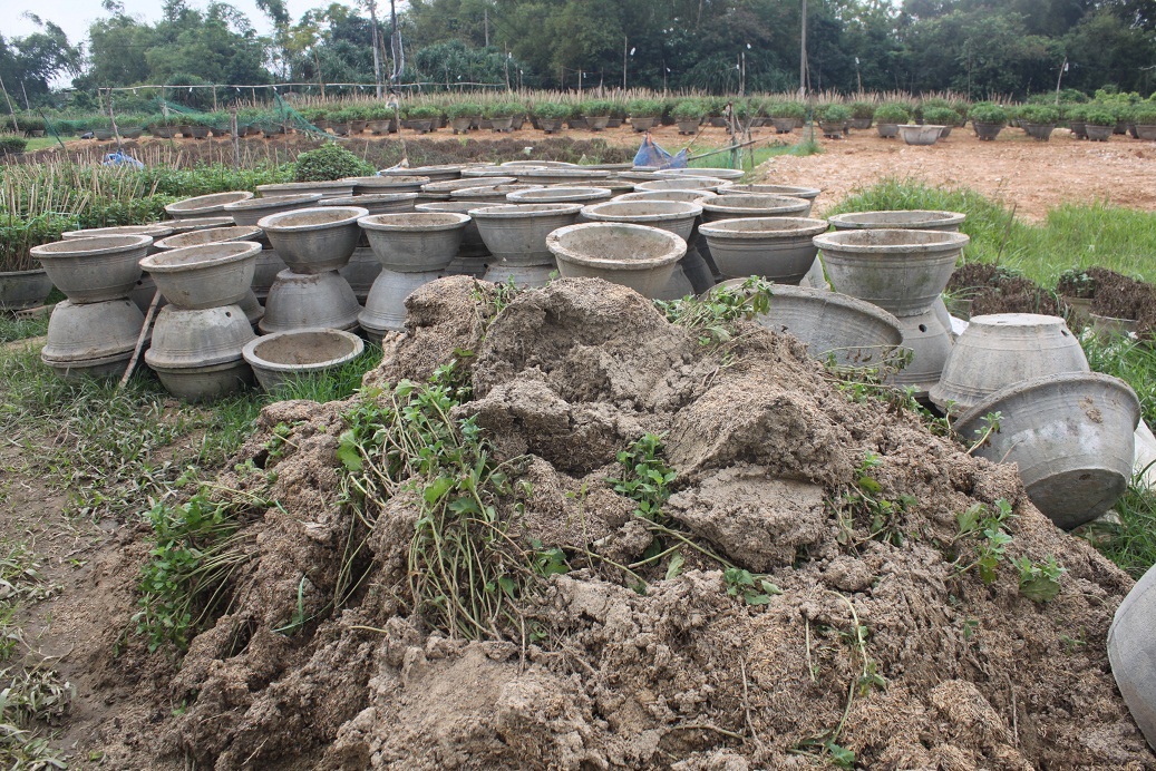 Hoa cúc được người dân đắp thành đống