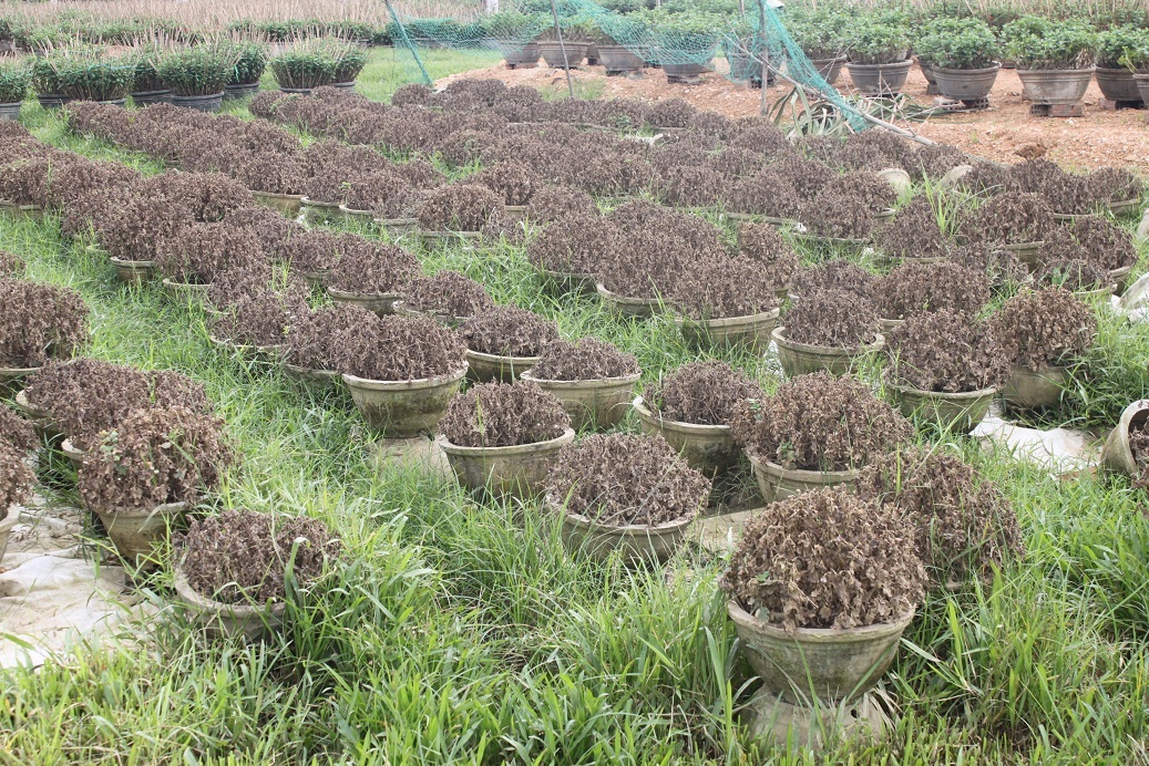 Những vườn hoa bị chết rụi 