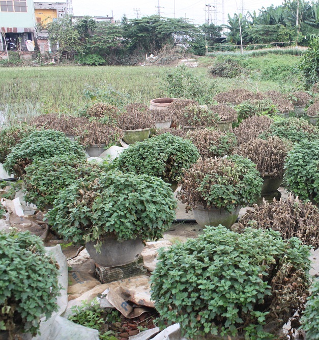 Những chậu cúc mâm xôi cũng chậu còn chậu mất