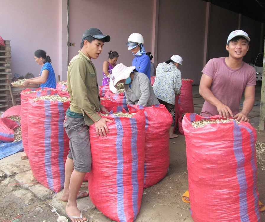 Người trồng kiệu tết Phù Phù Mỹ (Bình Định) phấn khởi vì giá cao kỷ lục 28.000 đồng/kg