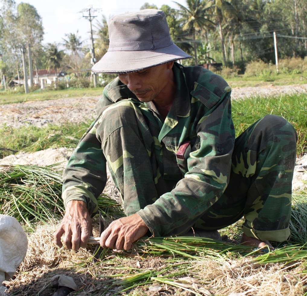 Người trồng kiệu tết Phù Phù Mỹ (Bình Định) phấn khởi vì giá cao kỷ lục 28.000 đồng/kg