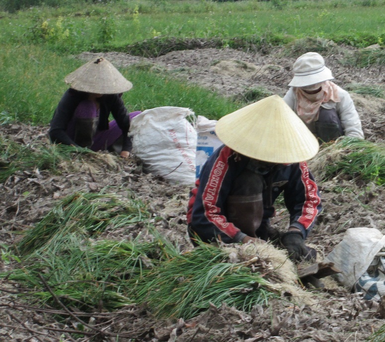 Người trồng kiệu tết Phù Phù Mỹ (Bình Định) phấn khởi vì giá cao kỷ lục 28.000 đồng/kg