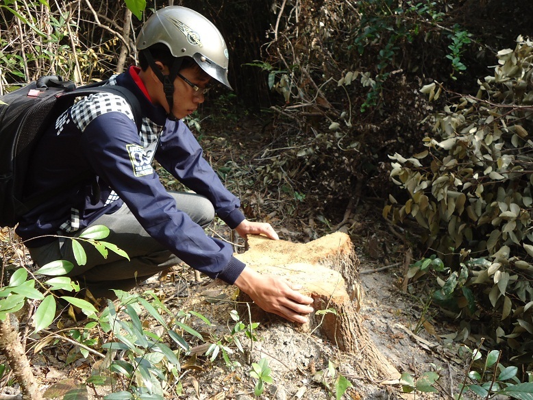 Nhiều cây gỗ đường kính 20-30cm bị cưa sát gốc