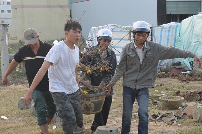 Người bán mai thu dọn đem mai về sớm