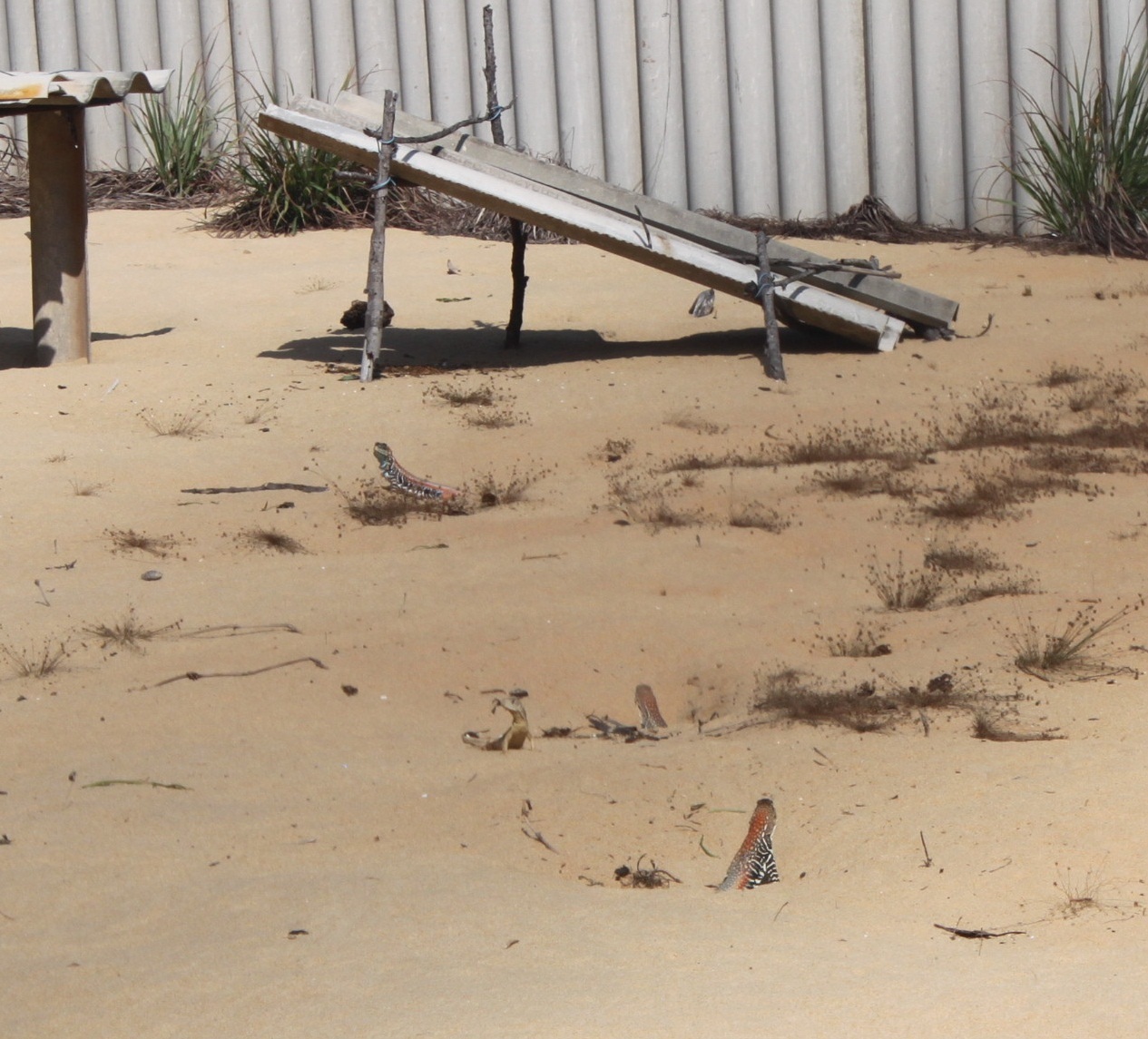 Con nhông rất dễ nuôi mà giá trị kinh tế khá cao 