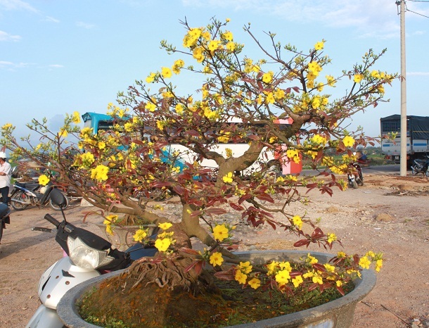Những cây mai nở đẹp nhưng lỡ hẹn xuân này
