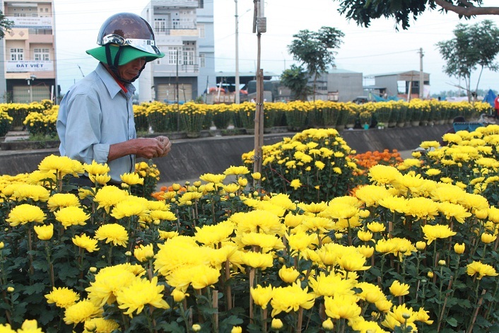 Cúc bị chê bông xấu, cây lùn