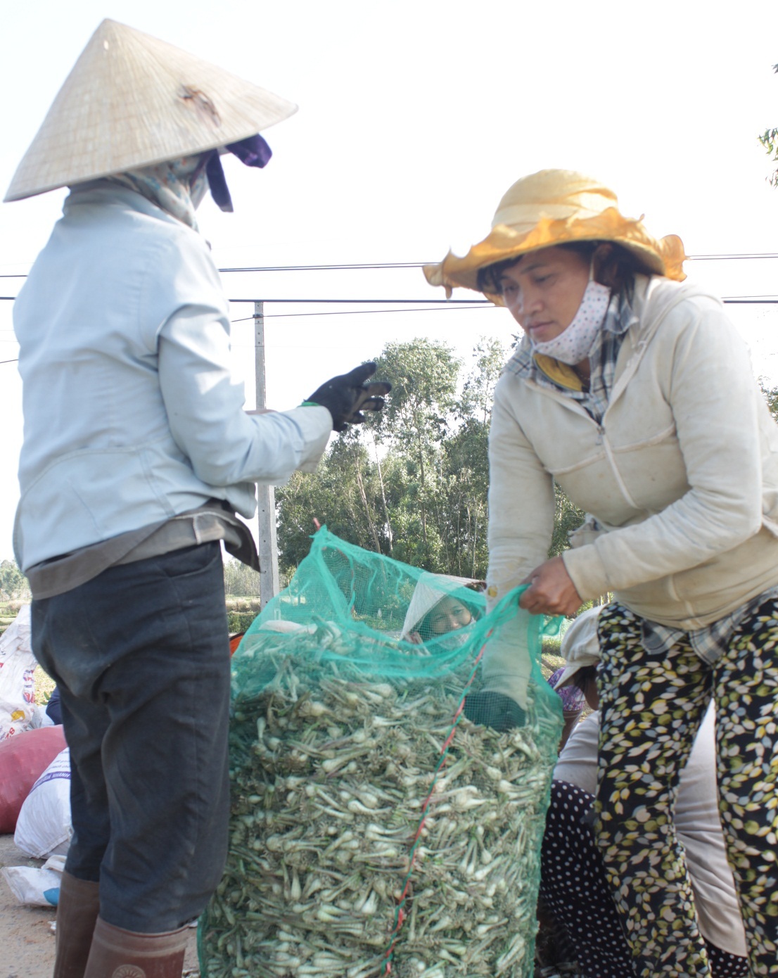 Người trồng kiệu tết Phù Phù Mỹ (Bình Định) phấn khởi vì giá cao kỷ lục 28.000 đồng/kg