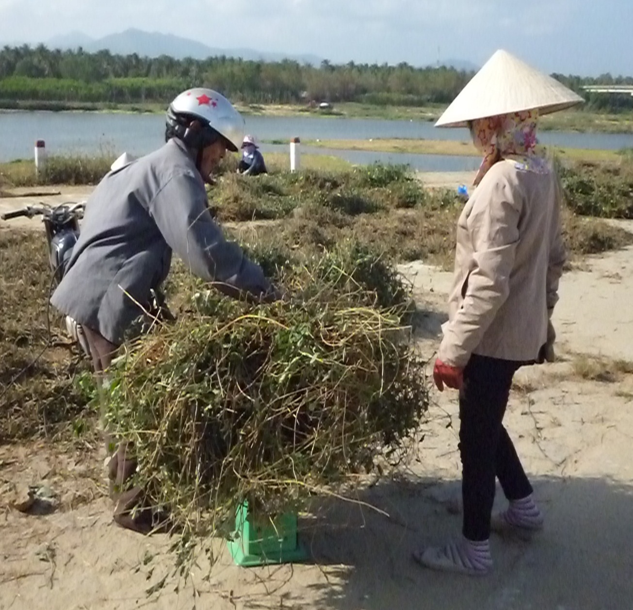 Cây cà gai leo tươi được thương lái thu mua 5 - 7 ngàn đồng/kg