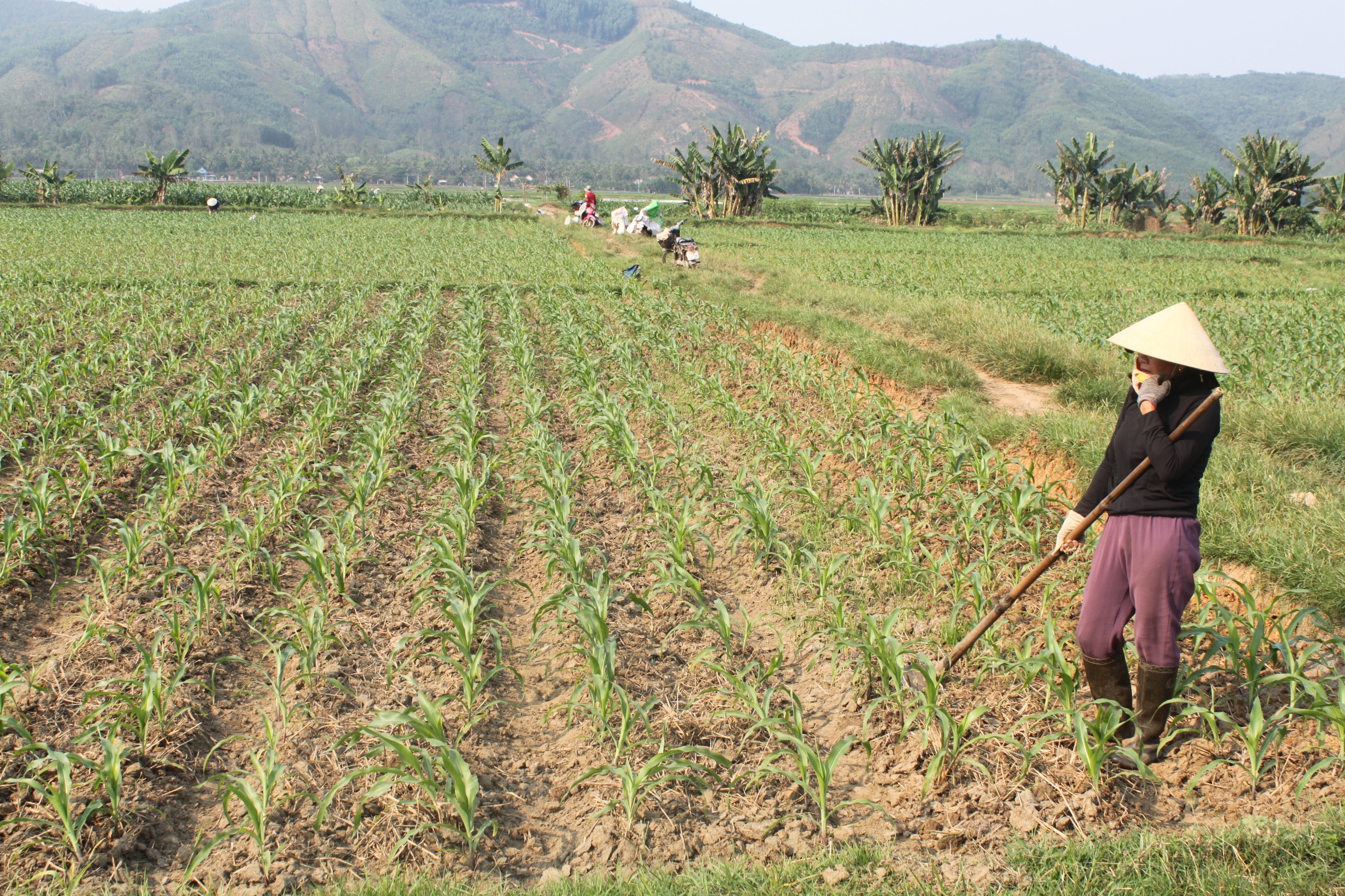 Nhiều hồ chứa nước trên địa bàn tỉnh Bình Định cạn kiệt nước không còn khả năng tưới cho cây trồng