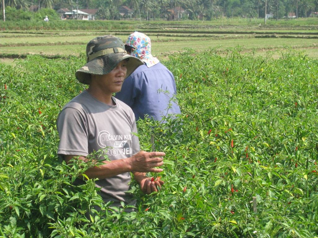 Hiện ớt 2 mũi tên còn bán với giá trên 10.000 đồng/kg nhưng ớt này trồng chăm sóc lại tốn kém 
