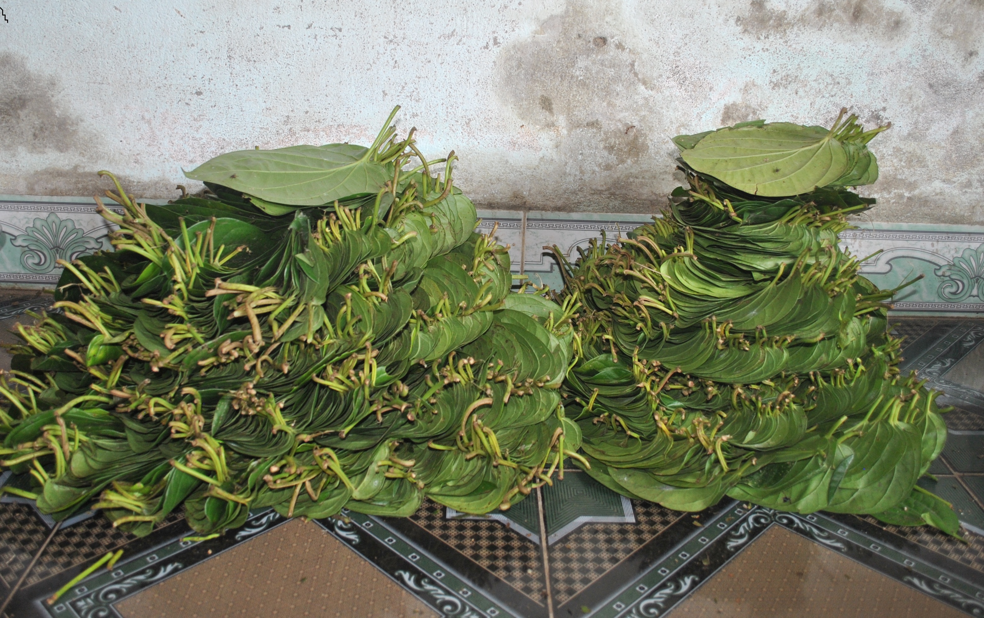 Lá trầu được xếp gọn để chuyển đi tiêu thụ