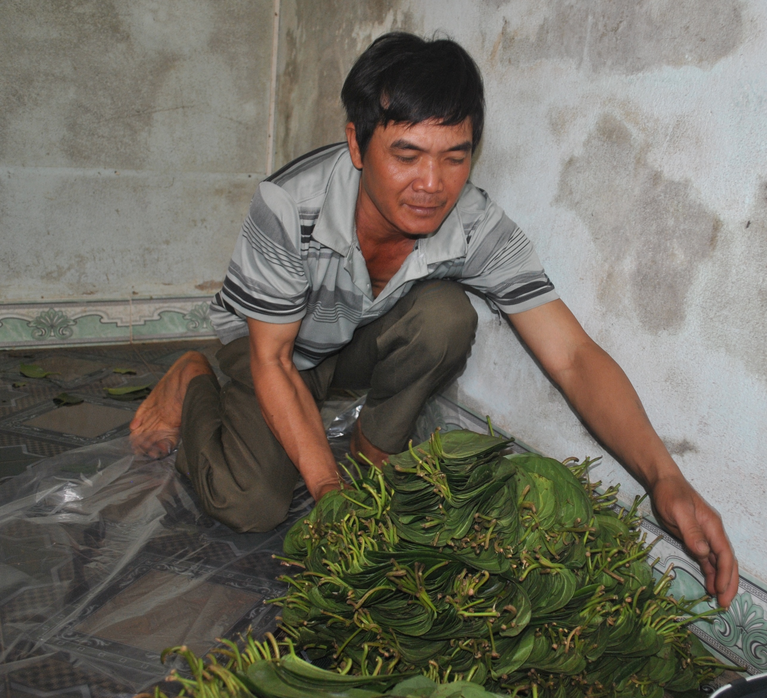 Một thương lái đang thu mua lá trầu 