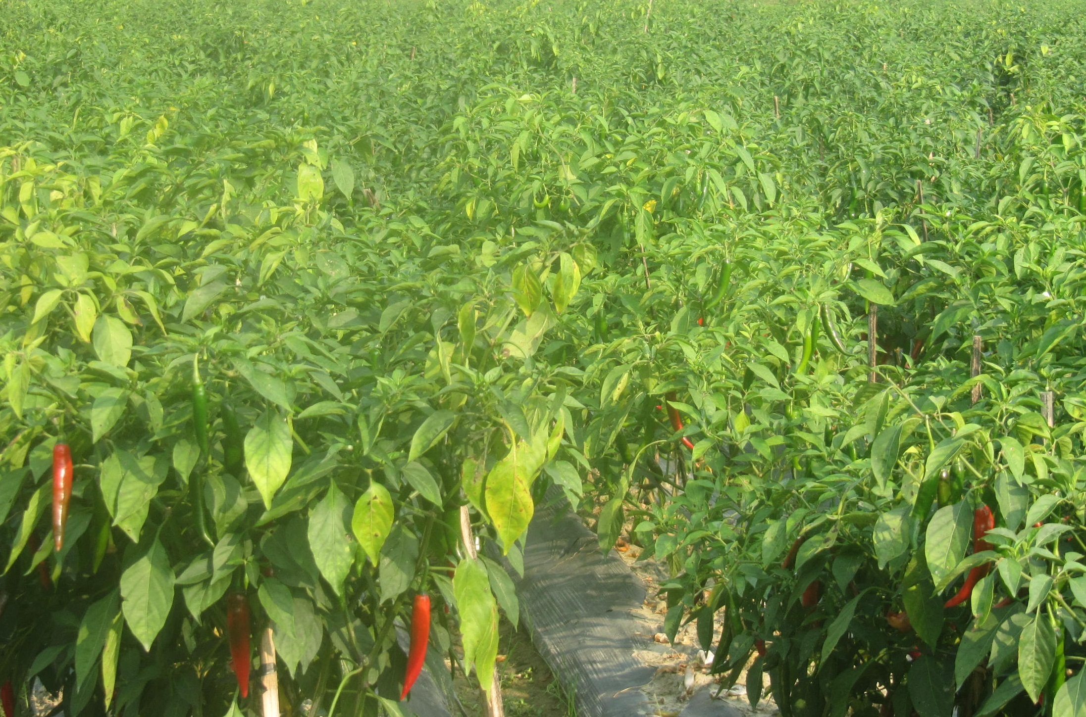 Nhiều ruộng ớt đang chín mà nông dân ngại thu hoạch