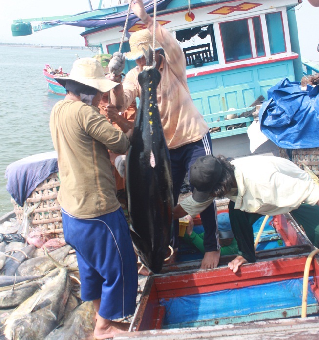 Ngư dân đánh bắt xa bờ cũng trúng đậm cá ngừ đại dương