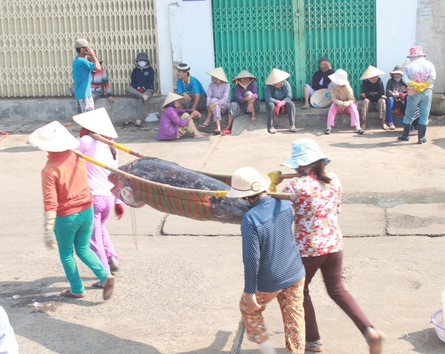 Được mùa cá ngừ đại dương tạo công ăn việc làm cho nhiều phụ nữ địa phương