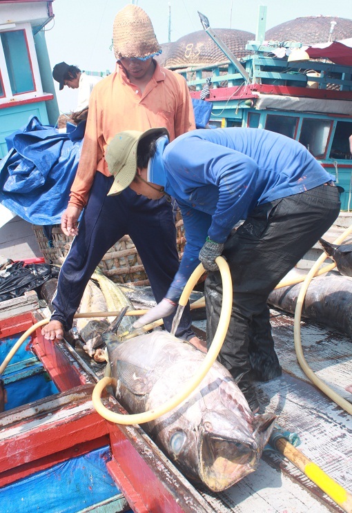 Cá ngừ đại dương được các thương lái kiểm tra chất lượng