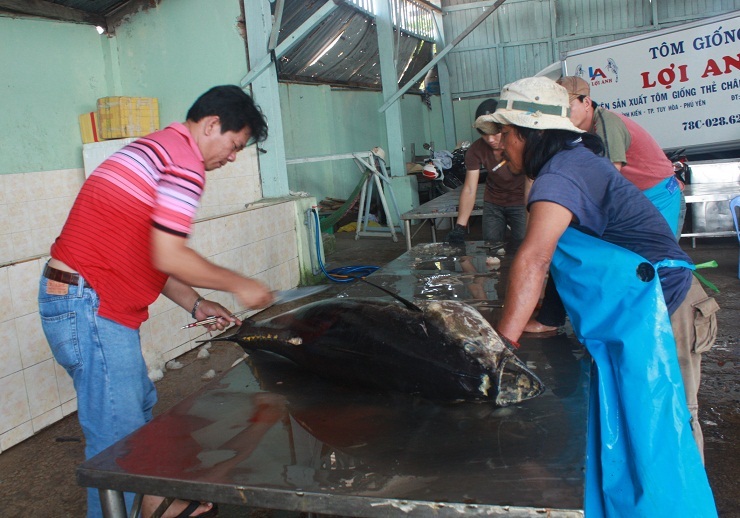 Cá ngừ đại dương được các thương lái kiểm tra chất lượng