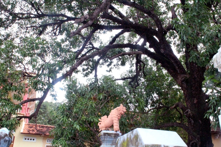 Năm nay cây xoài có “hiện tượng” lạ là không ra trái