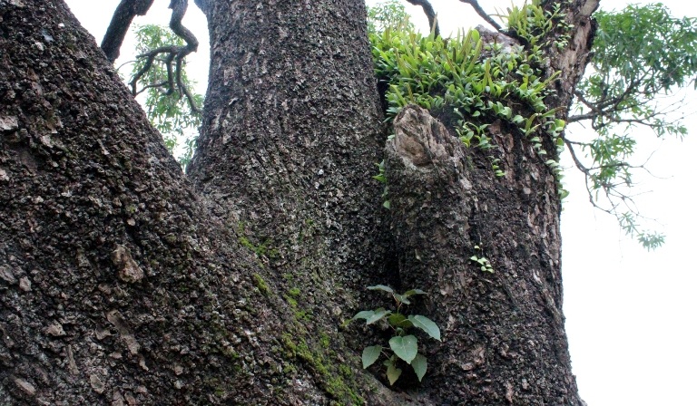 20 cây xoài Đá Trắng Cây Di sản Việt Nam có nguy cơ bị chết do bị bệnh