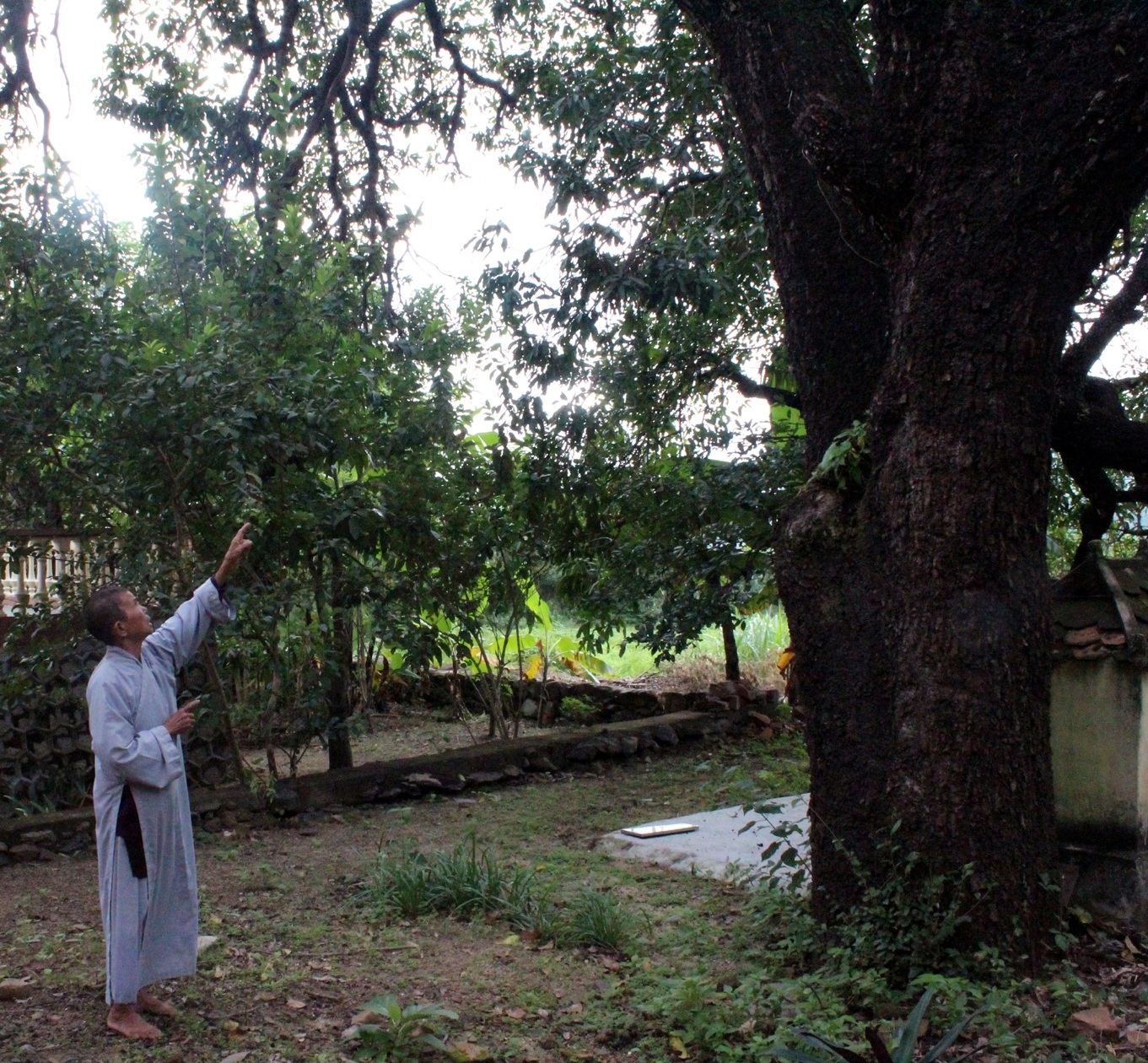 Năm nay cây xoài có “hiện tượng” lạ là không ra trái
