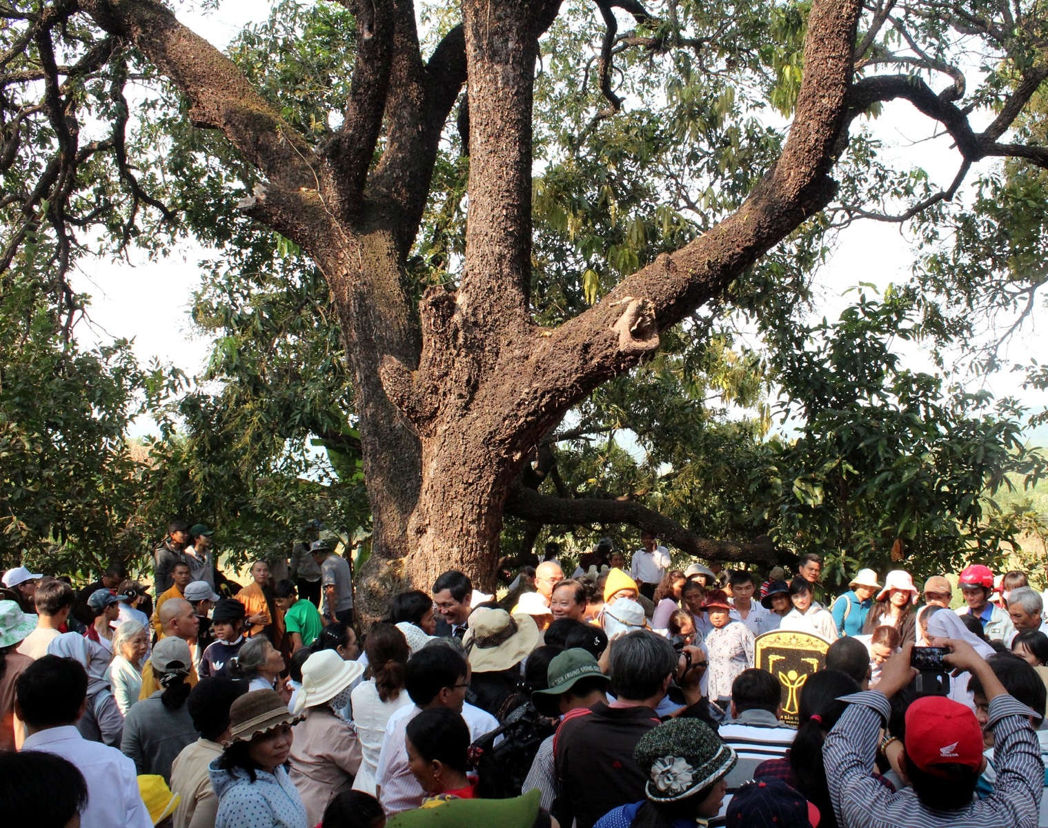 20 cây xoài Đá Trắng Cây Di sản Việt Nam có nguy cơ bị chết do bị bệnh
